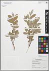 Foto von Salix glauca L.